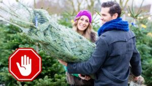 Ціни на ялинки у 2024 році