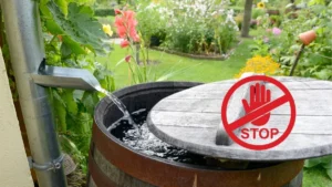 Абсурдна постанова з 1 липня. Заборона на використання дощової води – нові обмеження для садівників