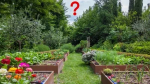 Рослина, яка буде заборонена ЄС